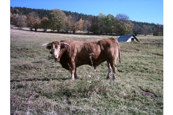 Zasebna nastanitev Heřmanovice 6